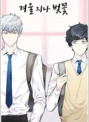 cherry-blossoms-after-winter